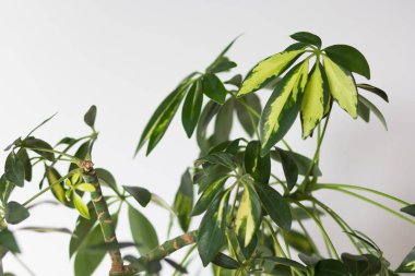 Beyaz arkaplanda Schefflera arboricola ya da cüce şemsiye ağacı taçlandırılmış.