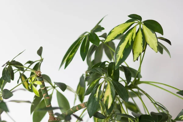 Corona de hojas Schefflera arboricola o árbol paraguas enano nombrado sobre el fondo blanco —  Fotos de Stock