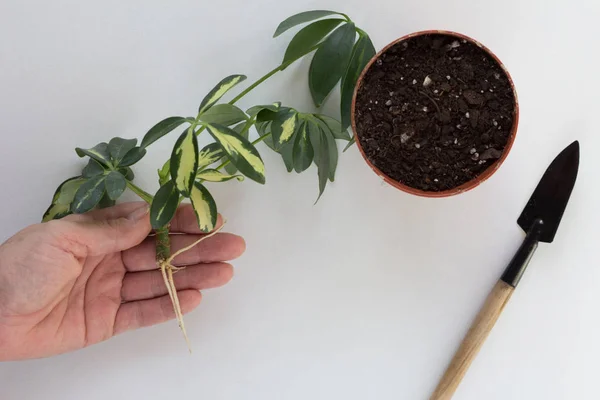 Donna mano azienda taglio con radice di Schefflera arboricola o ombrello nano chiamato e vaso con terreno per la semina su sfondo bianco — Foto Stock