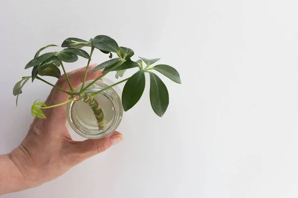 Bottiglia di mano donna con acqua e taglio di Schefflera arboricola o ombrello nano chiamato in esso radicamento sullo sfondo bianco — Foto Stock