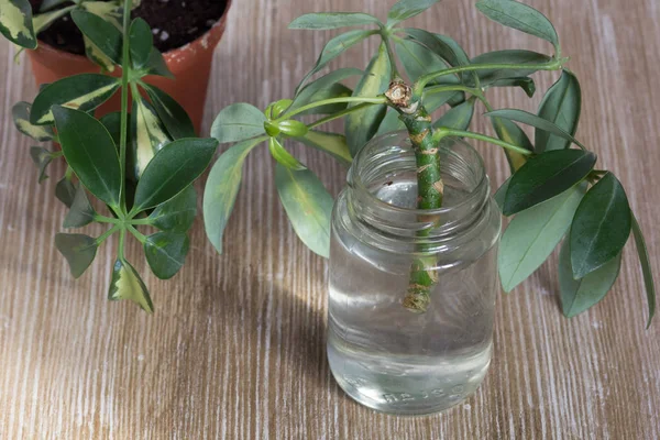 Schneiden von Schefflera arboricola oder Zwergschirmbaum, benannt in Wasserflasche zur Bewurzelung auf dem hölzernen Hintergrund — Stockfoto