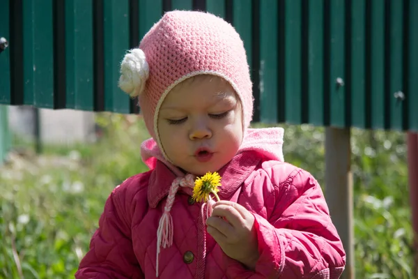 Retrato de niño de dos años mirando al diente de león amarillo con cara sorprendente y nariz amarilla después de olerlo en el parque de verano —  Fotos de Stock