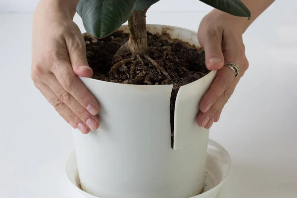 Kvinnliga Händer Håller Sprucken Plast Kruka Med Blomma Grund Stora — Stockfoto