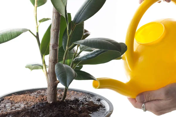 Watering Can Water Soil Pot Ficus White Background — Stock Photo, Image