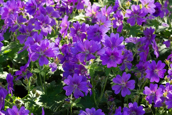 Gerânio Azul Meadow Cranesbill Johnson — Fotografia de Stock