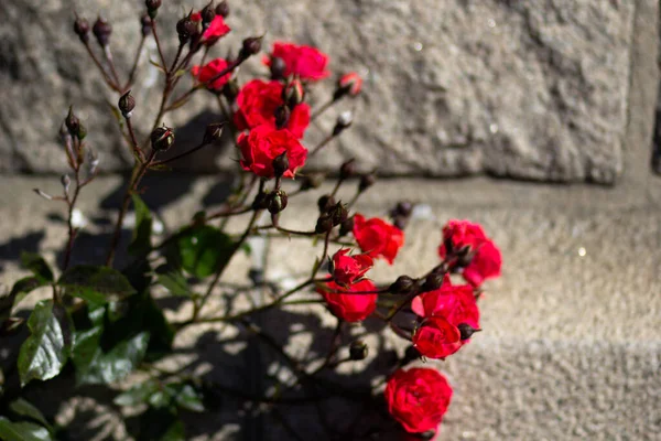 Arbusto Rosas Con Flores Flor — Foto de Stock