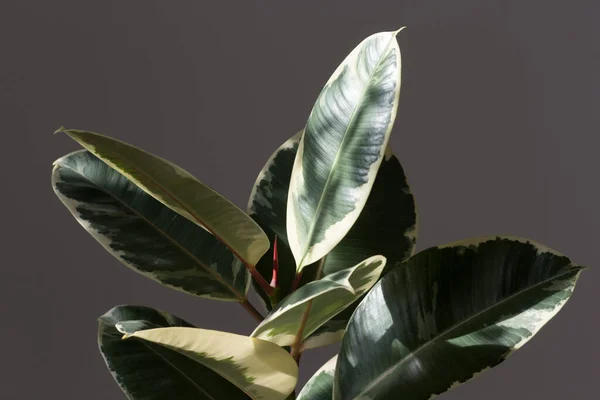 Hojas Ficus Maceta Interior Sobre Fondo Gris Oscuro —  Fotos de Stock