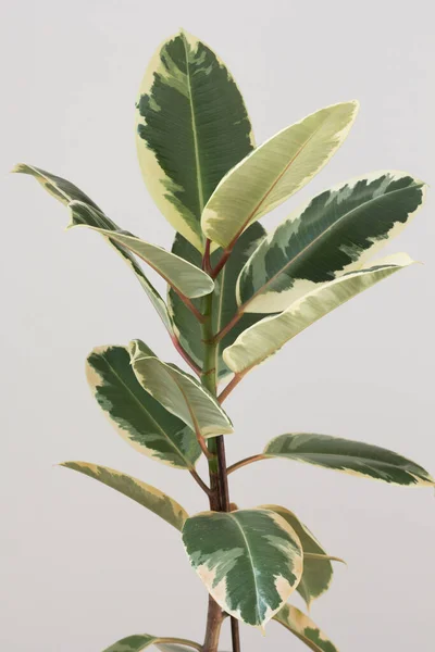 Обрізаний Кімнатна Рослина Ficus Сірому Фоні — стокове фото