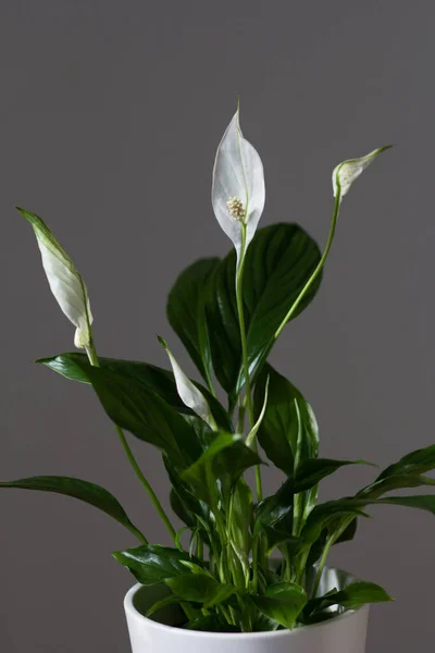 Planta Spathiphyllum Con Flores Flor Blanca — Foto de Stock