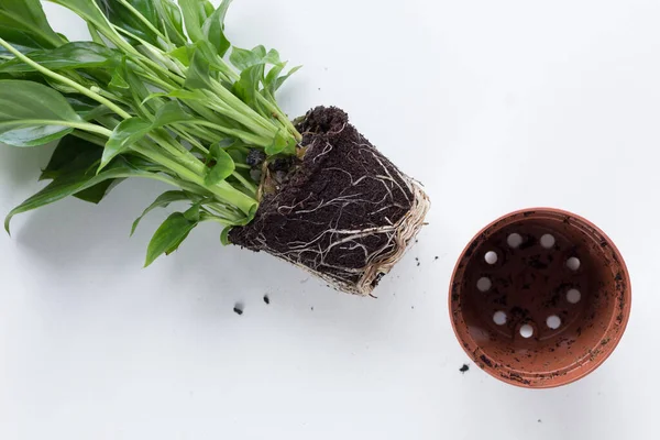 Raíz Planta Interior Spathiphyllum Antes Replantar Sobre Fondo Blanco — Foto de Stock