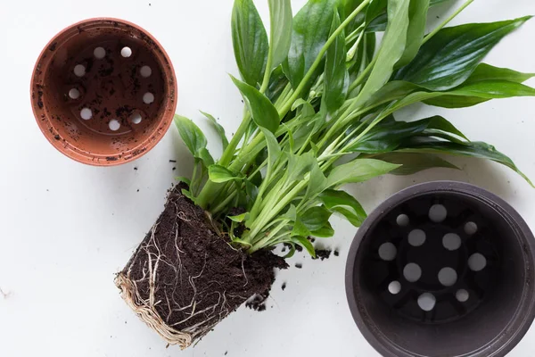 Root of houseplant spathiphyllum before repotting on white background — Stock Image Root Houseplant Spathiphyllum Repotting White Background Stock Image