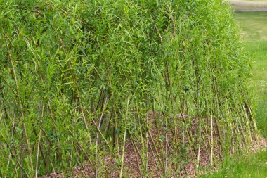 İnce ağaçlar süs olarak birbirine dolanmış.