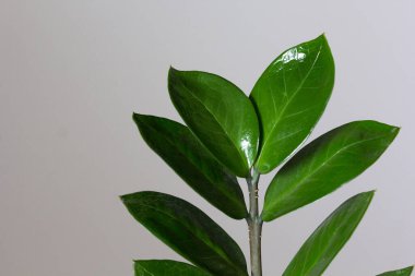 Gri arkaplanda yeşil yapraklı Zamioculcas şubesi
