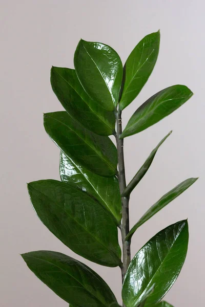 Замиокульки Ветви Зелеными Листьями Сером Фоне — стоковое фото
