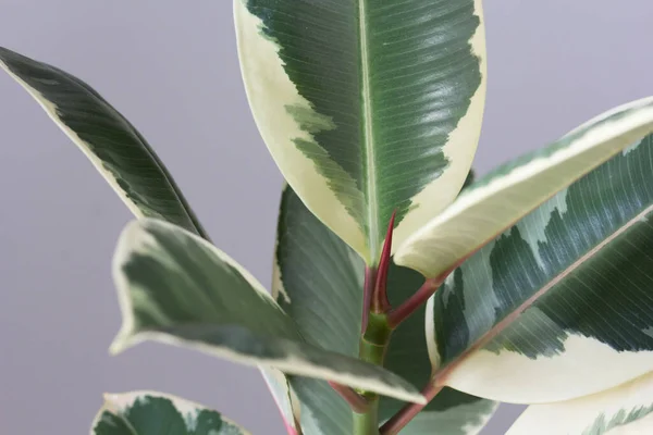 Nuevo brote de planta de interior abigarrada Ficus arbusto sobre el fondo gris —  Fotos de Stock
