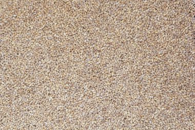 Arkaplan olarak işlenmemiş inci arpanın üst görünümü