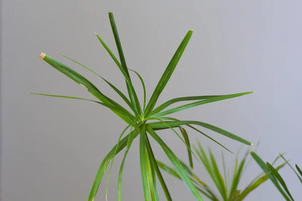 Cyperus Lässt Zimmerpflanze Auf Grauem Hintergrund — Stockfoto