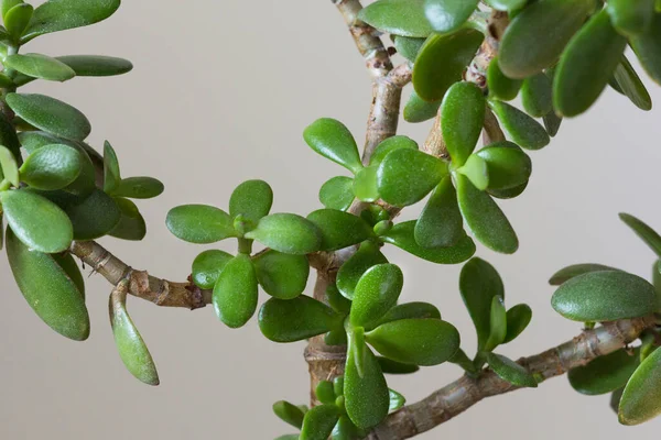 灰色の背景にアブラナ科植物の葉 — ストック写真