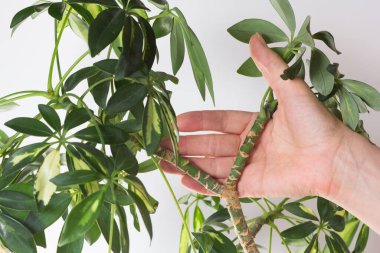Schefflera arboricola ya da beyaz arkaplanda kuru erik yeri göstermek için adlandırılan cüce şemsiye ağacının kadın el ele tutuşması