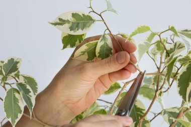 Ficus Benjamin 'in el ele tutuşan bir kadın. Makasla kesip sapını dikmek için.
