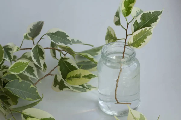 Branch of ficus benjamina in jar with water after cutting it to make stalk to root it and plant it