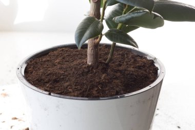 Beyaz arkaplanda yeniden çiçek açtıktan sonra toprak ve incir saksısı