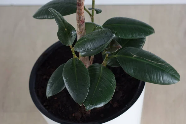 Neue Triebe Des Ficus Stamm Der Pflanze Auf Weißem Hintergrund — Stockfoto