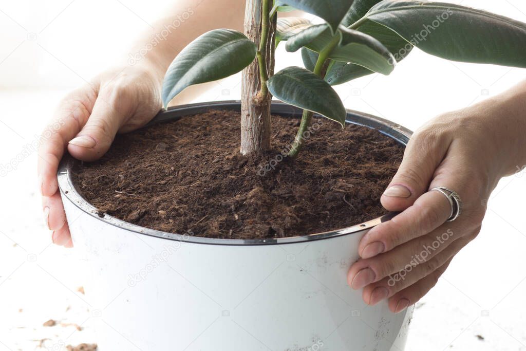 Woman hands holding pot with soil and ficus after repotting on white background