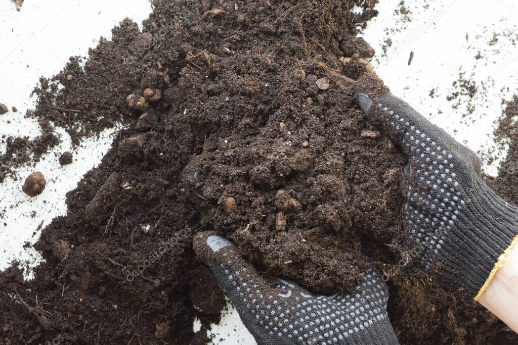 Woman hands in gloves holding soil for planting on white background