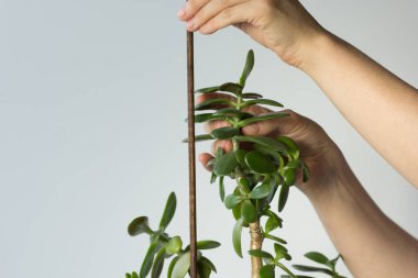 Kadın elleri crassula ovata dalını tutuyor ve bitkiyi desteklemeye devam ediyor ve beyaz arka plana düşmüyor.