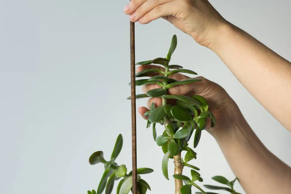 Las Manos Mujer Que Sostienen Rama Crassula Ovata Adhieren Planta — Foto de Stock