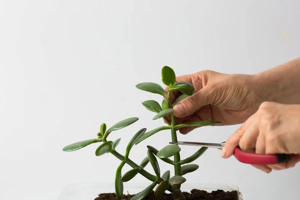 Kadın beyaz arka planı kesmek için crassula ovata dallarını budadı.