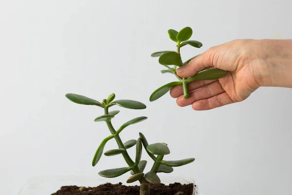 Beyaz arka planda crassula ovata kesen kadın elleri