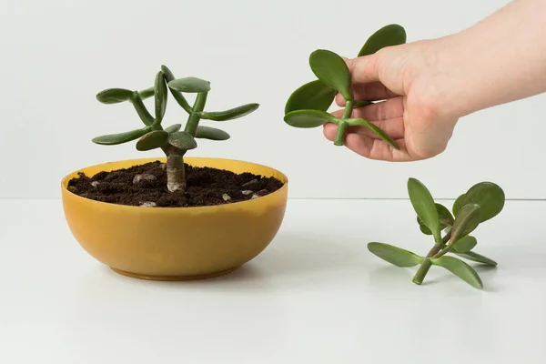 El ele tutuşan kadın el yapımı Crassula ovata geleceğin bonsai 'si için yuvarlak, düşük ve beyaz arka planda.