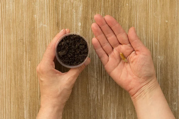 Frau Hält Becher Mit Erde Und Knochen Von Dattelfrüchten Für — Stockfoto