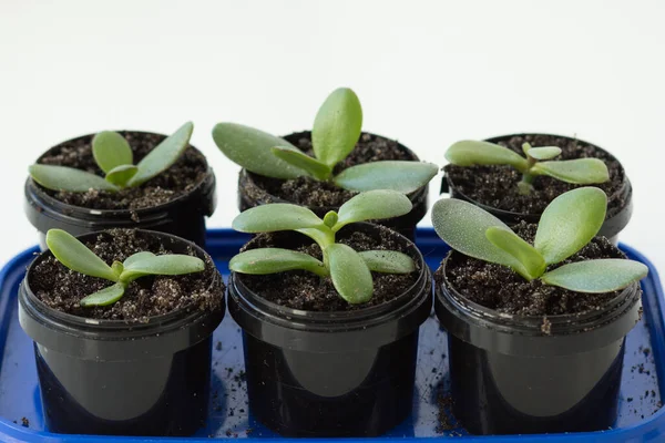 Ekmek ve kök salmak için toprağı olan plastik kaplarda crassula ovata kesimleri