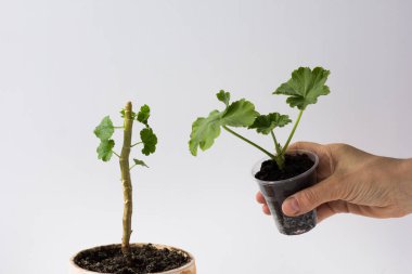 Üst kısmı kesilmiş ve gövdesinde yeni yetişmiş yapraklar olan sardunya, beyaz arka planda yeni bitkiler yetiştirmek için plastik bardakta toprağı kesiyor..