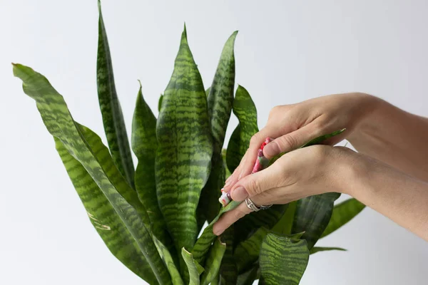 Las Manos Mujer Limpiando Polvo Hoja Sansevieria Sobre Fondo Blanco — Foto de Stock