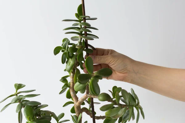 Mãos Mulher Segurando Ramo Crassula Ovata Vara Para Apoiar Planta — Fotografia de Stock