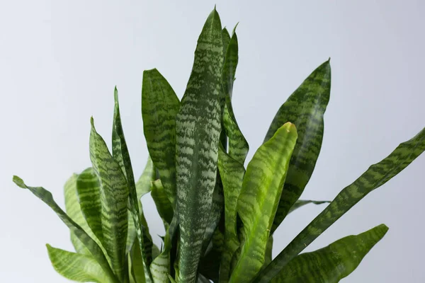 Hojas Verdes Caseta Sansevieria Sobre Fondo Blanco —  Fotos de Stock