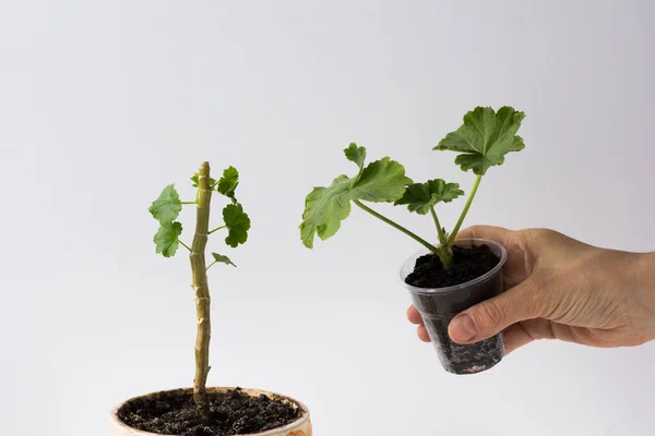 Üst kısmı kesilmiş ve gövdesinde yeni yetişmiş yapraklar olan sardunya, beyaz arka planda yeni bitkiler yetiştirmek için plastik bardakta toprağı kesiyor..