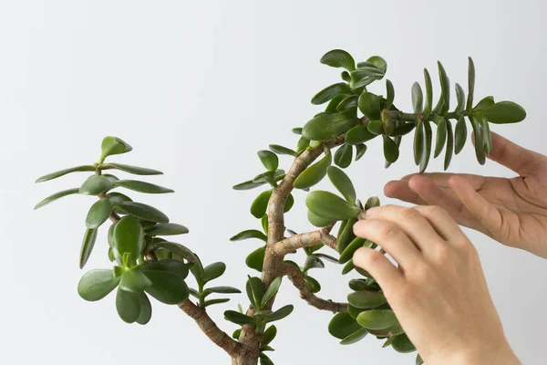 Mujer Mano Sosteniendo Rama Crassula Ovata Doblada Hacia Abajo Crecimiento — Foto de Stock