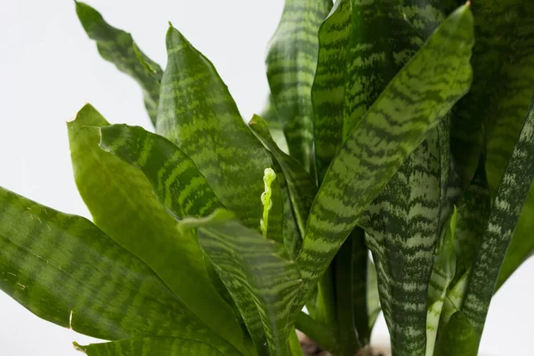 Flor Recién Nacida Caseta Sansevieria Sobre Fondo Blanco —  Fotos de Stock