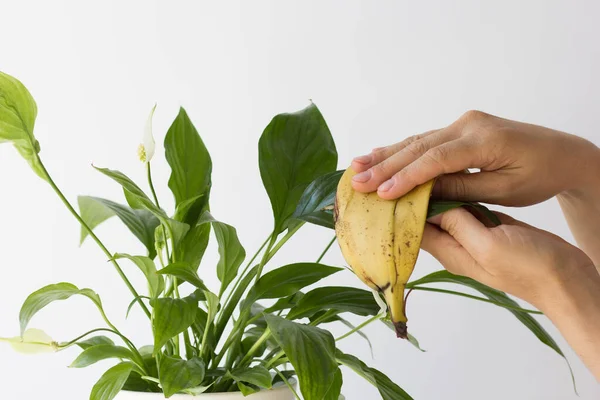 Donna Mano Foglie Fiori Pulizia Utilizzando Pelle Banana Sfondo Bianco — Foto Stock
