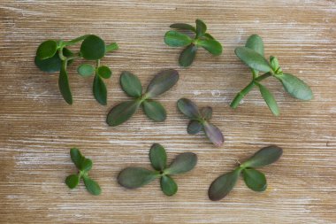 Crassula ovata kesimlerinin tahta arka planda büyüyen kökleri için üst görünümü