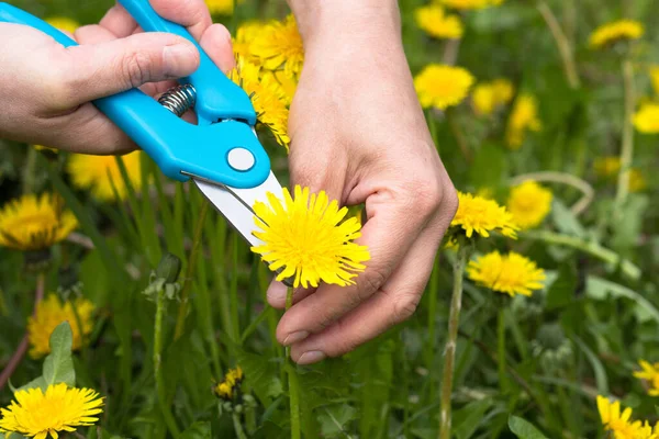 Mujer Corte Mano Flor Brote Diente León Amarillo Usando Podadora — Foto de Stock