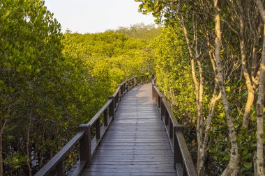 Mangrov ormanlarının arka planında ahşap geçit..