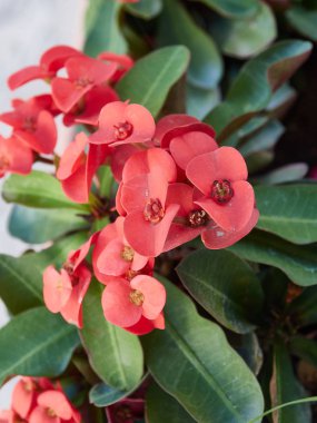 At nalı almuecar granada endalusia köyünde çok güzel renklere sahip bir çiçek makrosu.