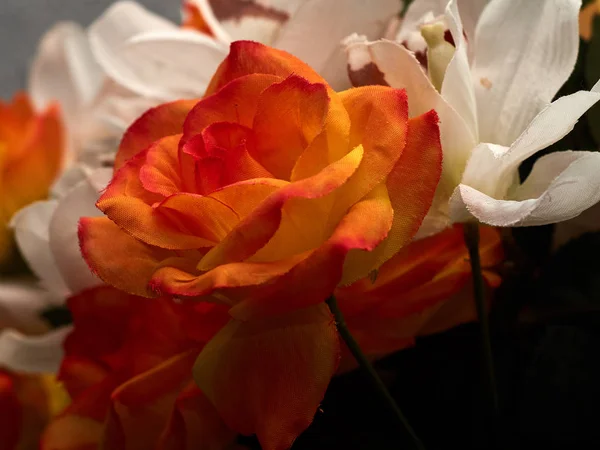 Macro Flor Com Cores Muito Bonitas Aldeia Ferradura Almuecar Granada — Fotografia de Stock