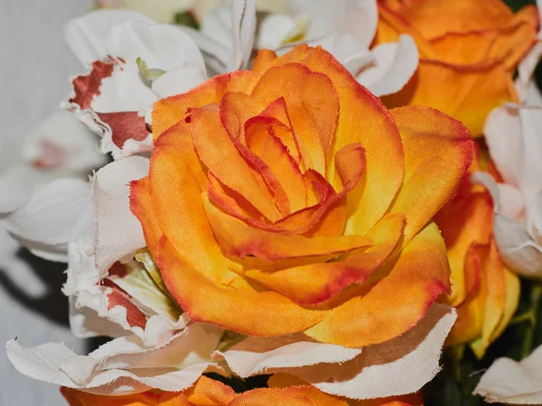 Macro Flor Com Cores Muito Bonitas Aldeia Ferradura Almuecar Granada — Fotografia de Stock